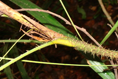 Calamus lacciferus